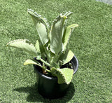 Mother of Thousands "Kalanchoe Daigremontiana" 20-25 cm