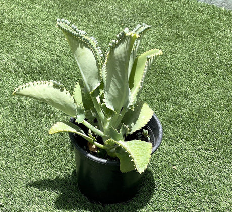 Mother of Thousands "Kalanchoe Daigremontiana" 20-25 cm