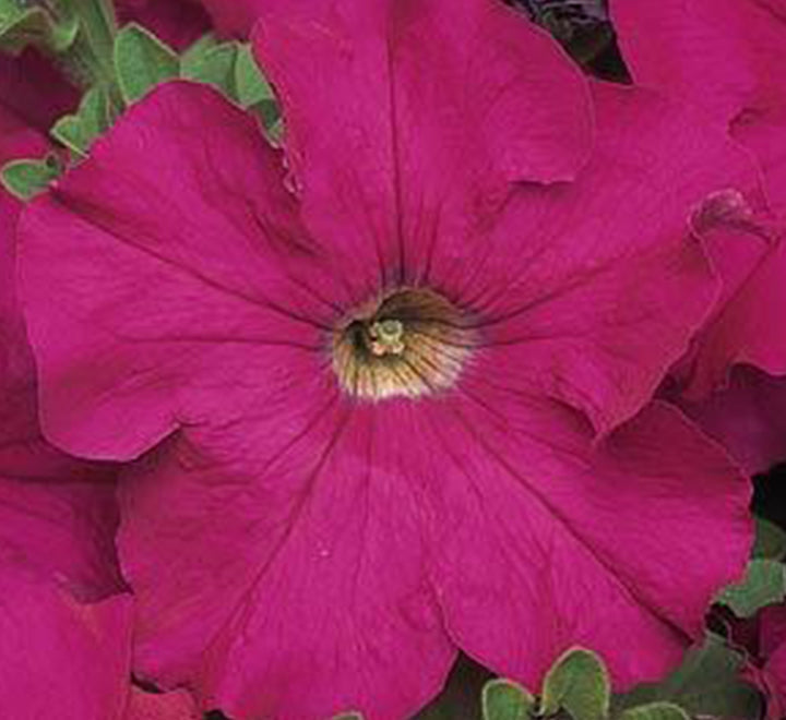 Hanging Petunia Mix "Petunias"