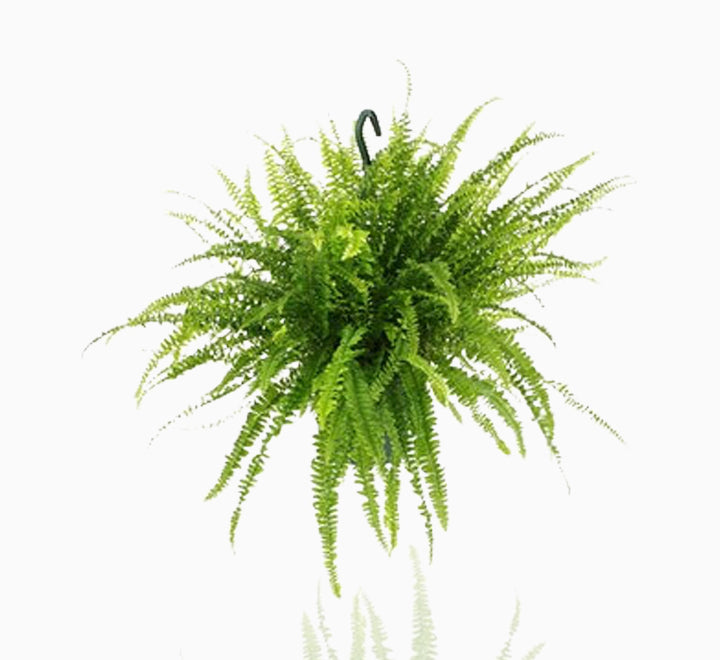 Nephrolepis exaltata "Green Lady", Boston Fern or Sword Fern