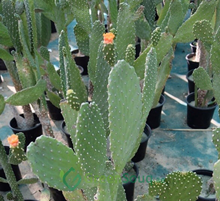 Opuntia ficus indica “Barbary or Indian Fig” 40-60cm