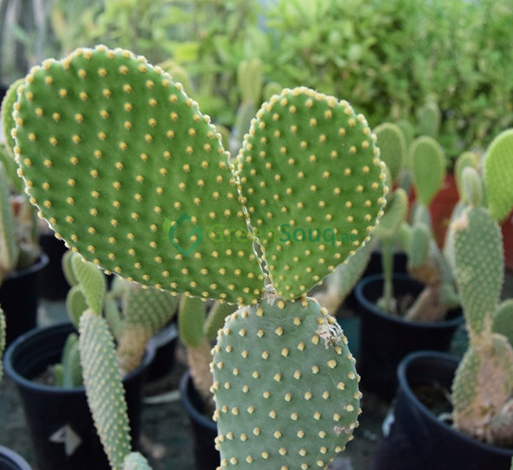 Opuntia ficus indica “Barbary or Indian Fig” 40-60cm