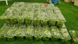 GreenHouse Construction for Organic or Hydroponic Crops