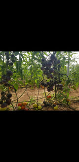 GreenHouse Construction for Organic or Hydroponic Crops