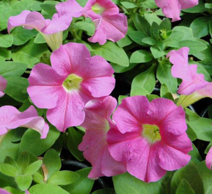 Hanging Petunia Mix "Petunias"