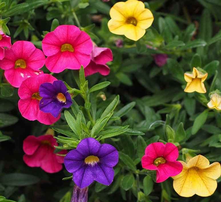 Petunia Ibrida Nana Mix Flowers Seeds