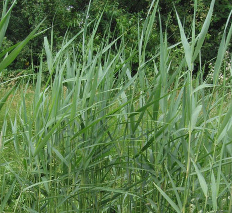 Phragmites australis "Common reed"