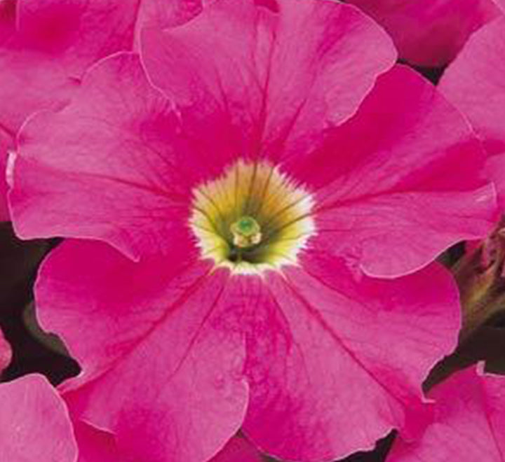 Hanging Petunia Mix "Petunias"