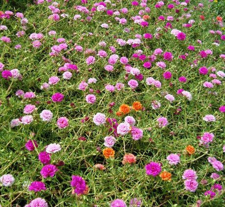 Portulaca grandiflora | Rose Moss | 9cm pot