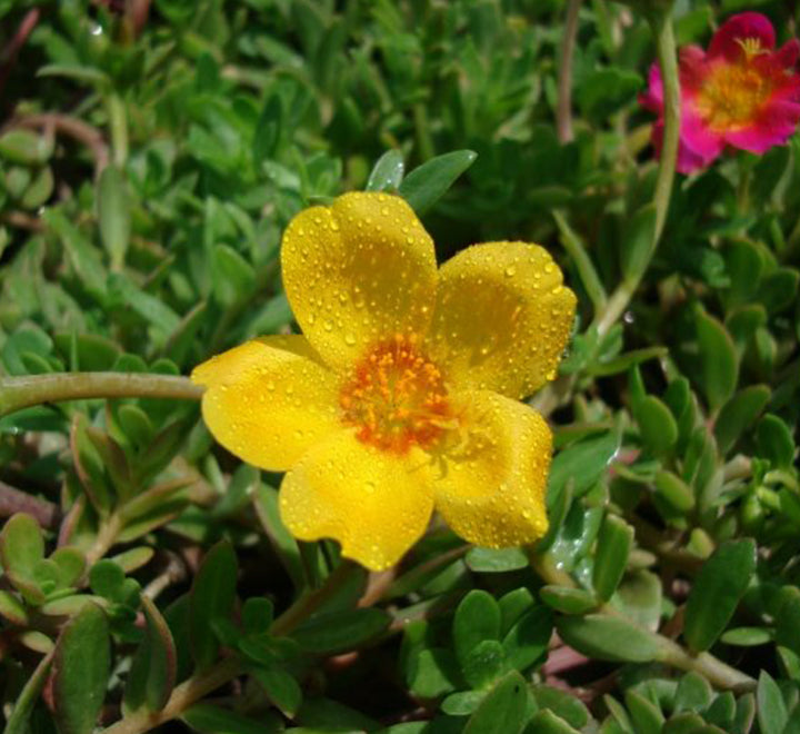 Portulaca Grandiflora "Hanging" Rose Moss