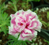 Portulaca grandiflora | Rose Moss | 9cm pot