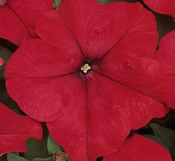 Hanging Petunia Mix "Petunias"