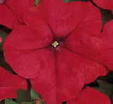 Hanging Petunia Mix "Petunias"