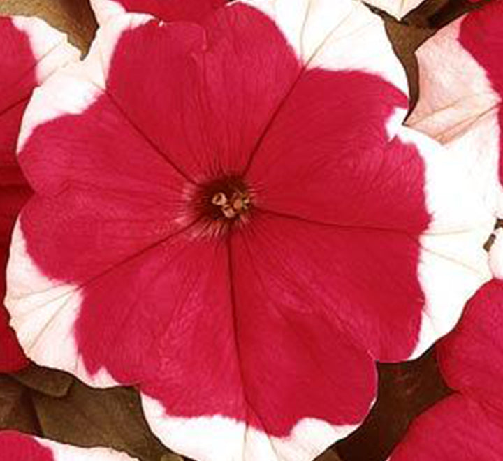 Hanging Petunia Mix "Petunias"