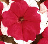 Hanging Petunia Mix "Petunias"