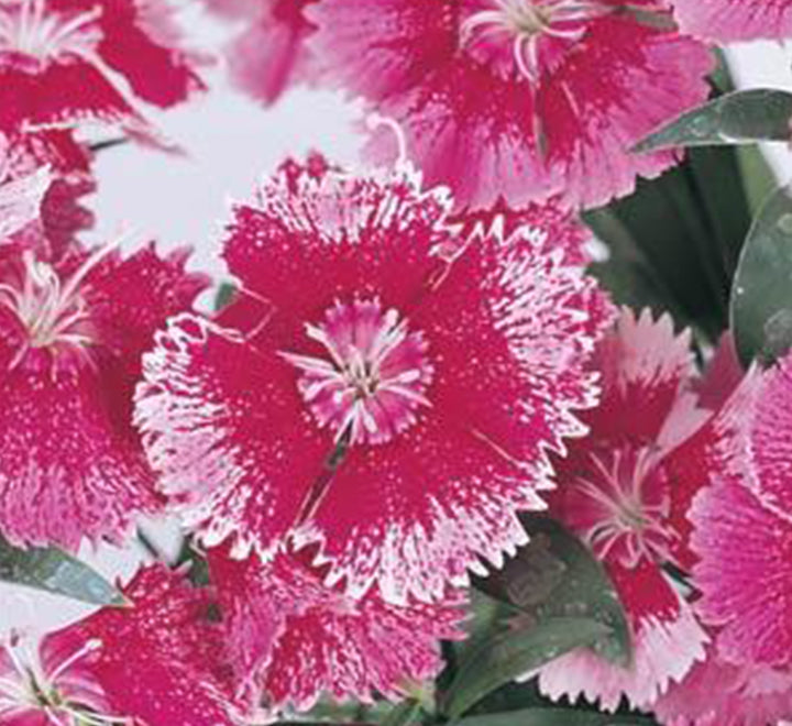 Hanging Dianthus Caryophyllus "Carnation or Clove Pink"