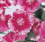 Hanging Dianthus Caryophyllus "Carnation or Clove Pink"