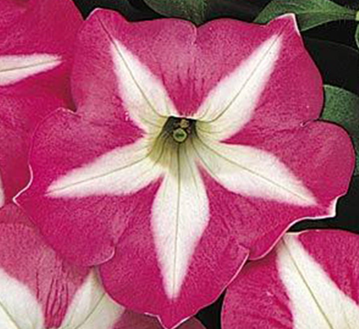 Hanging Petunia Mix "Petunias"