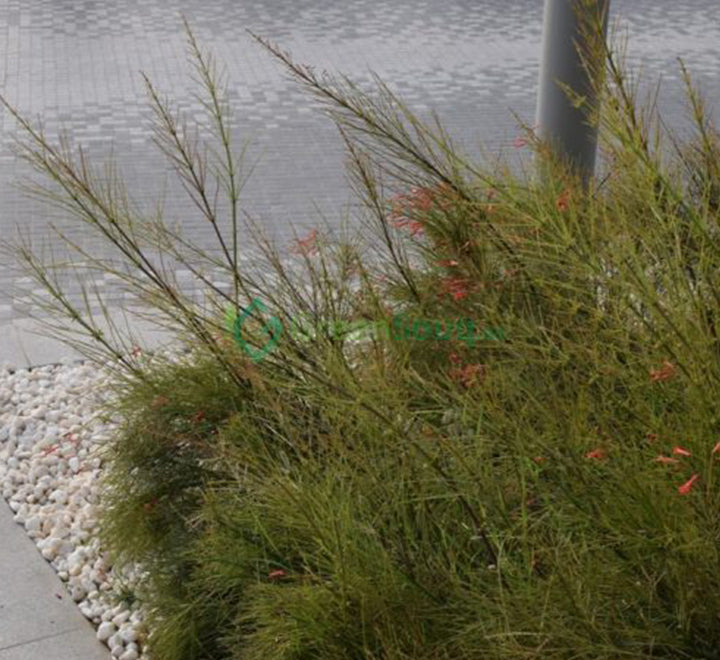 Russelia equisetiformis "Coral Plant, Firecracker Plant" 0.7-0.9m