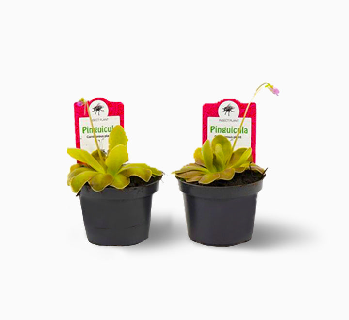 Sarracenia pinguicula or Butterworts