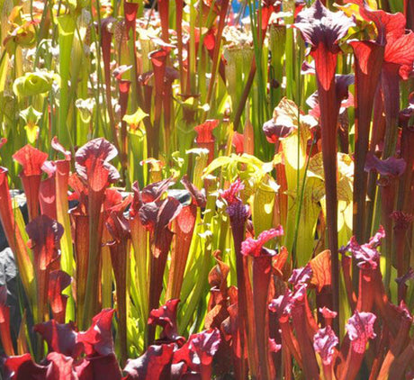 Sarracenia or American Pitchers