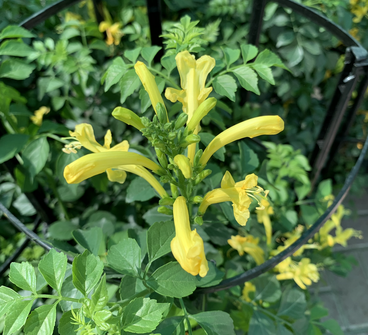 Tecomaria capensis "yellow" or Cape Honeysuckle 0.7-0.9m