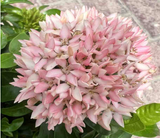 Ixora chinensis "Pink"