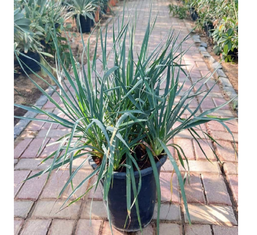 Spanish Dagger 
