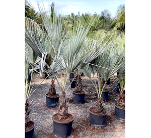 Brahea armata "Mexican Blue Palm" 80 - 100cm overall height