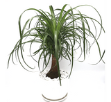 Beaucarnea recurvata "Elephant's Foot or Ponytail Palm" 50-60cm