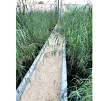 Phragmites australis "Common reed"