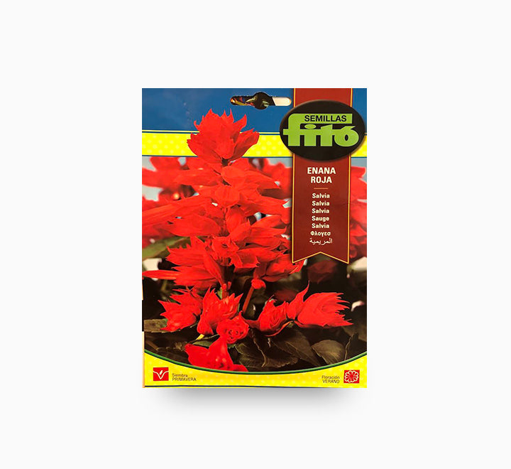 Semilla Frito Enana Roja Salvia  Seeds (2 g)