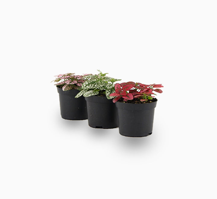 Hypoestes phyllostachya "Polka Dot Plant" 5-10cm Spread "Indoor"