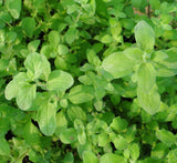 Sweet Marjoram