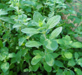 Sweet Marjoram