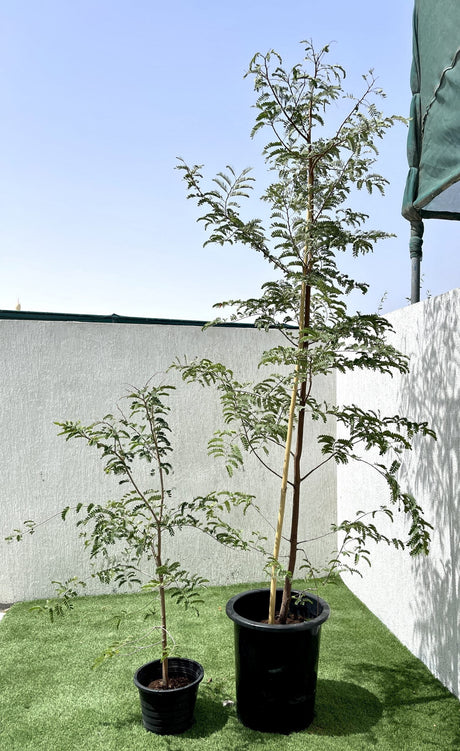 Tamarindus indica or Tamarind Tree شجرة التمر الهندي