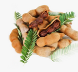 Tamarindus indica or Tamarind Tree شجرة التمر الهندي