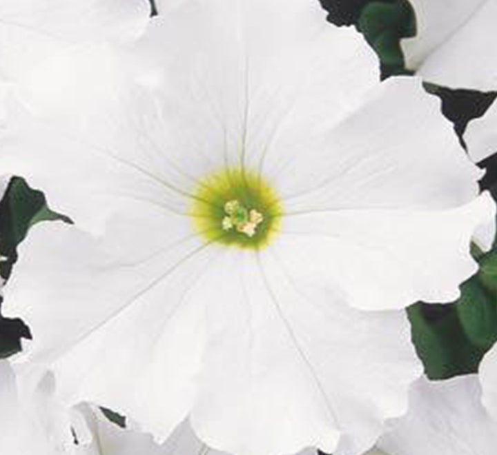 Hanging Petunia Mix "Petunias"