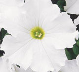 Hanging Petunia Mix "Petunias"