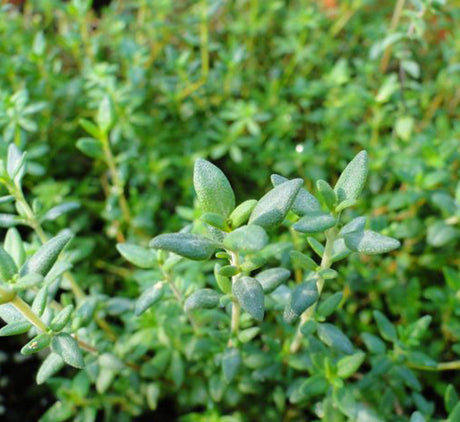 Zaatar Herb "Organic" Thyme