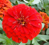 Seasonal Flowering Plants Mix in Cosmoplast White Pot 15 Ltr