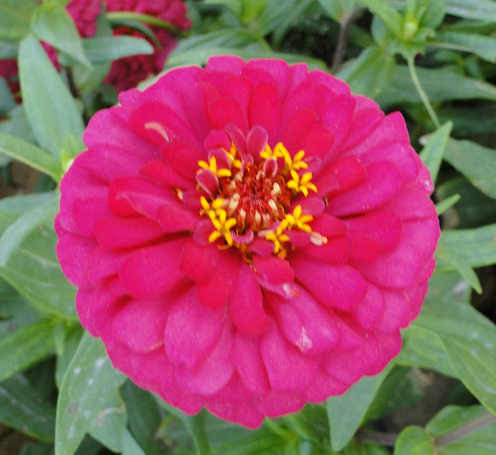 Hanging Mix Zinnia Flowers or "Zinnia"