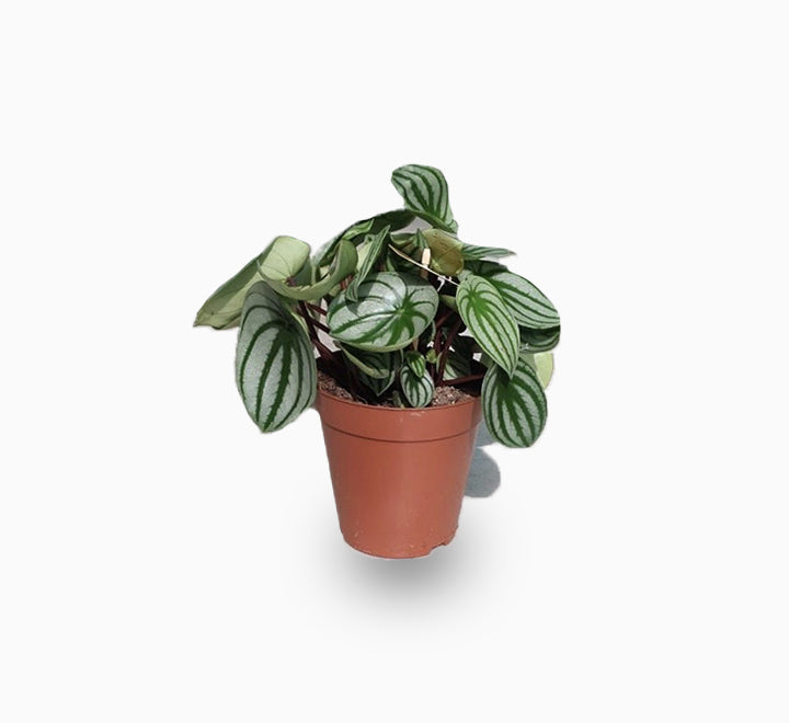 Peperomia argyreia or Watermelon Peperomia