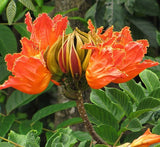 Spathodea campanulata or African tulip tree
