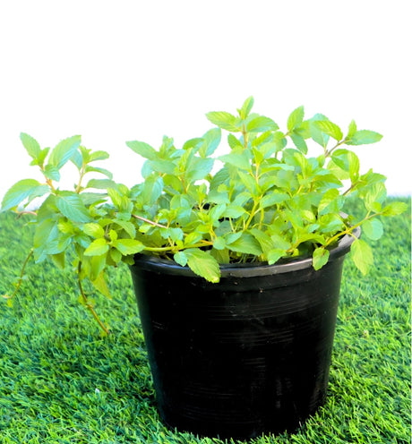 Chocolate Mint Plant 6ltr pot