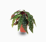 Begonia maculata or Polka Dot begonia 20 - 30cm