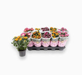 Chrysanthemum assorted 20 – 25cm