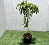 Mango Plant "Chaunsa" Pakistan's Delicious Small Mangoes 1.2-1.5m