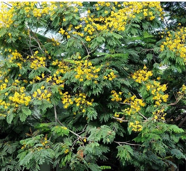 Peltophorum pterocarpum, Yellow Flame or Copper Pod