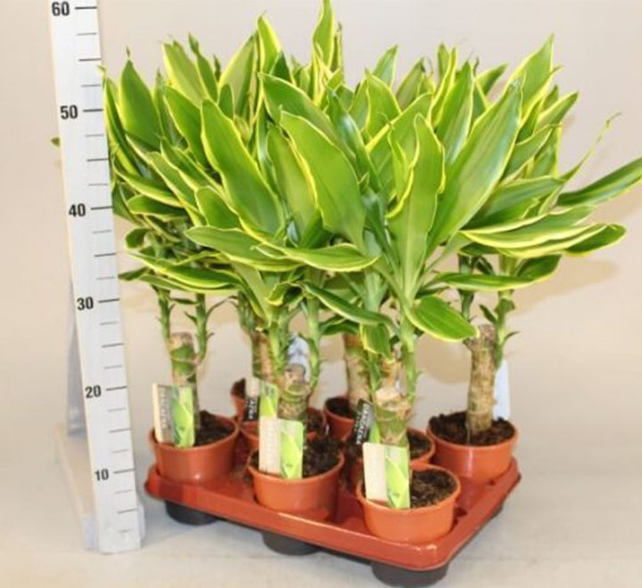 Dracaena fragrans  "Golden Coast"